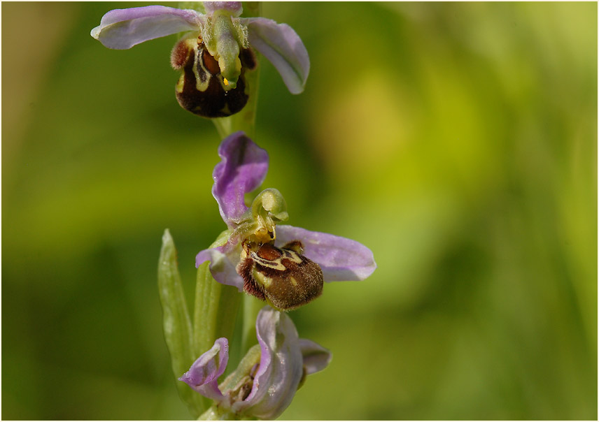 Bienen-Ragwurz (Ophrys apifera)