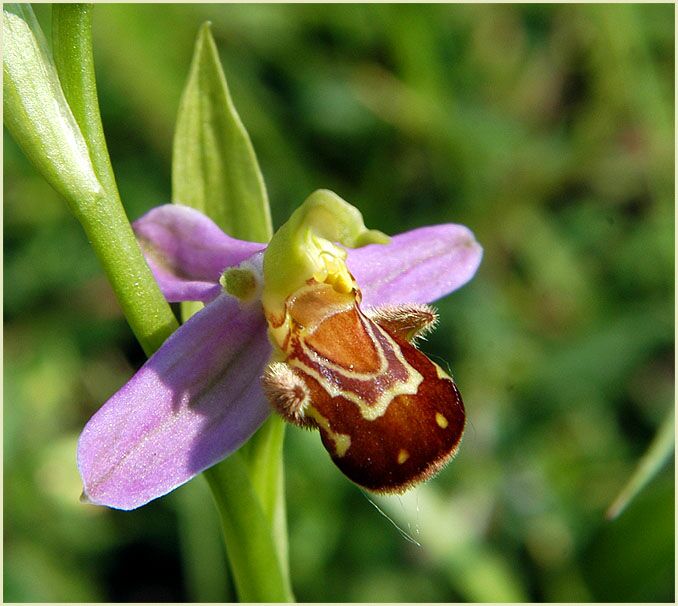 Bienen-Ragwurz (Ophrys apifera)