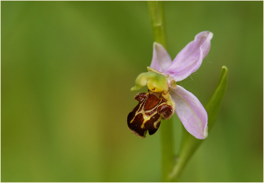 Bienen-Ragwurz (Ophrys apifera)