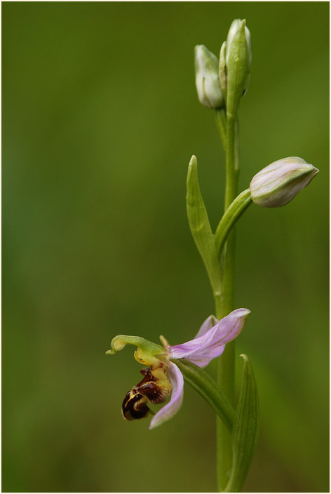 Bienen-Ragwurz (Ophrys apifera)