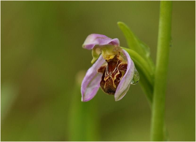 Bienen-Ragwurz (Ophrys apifera)