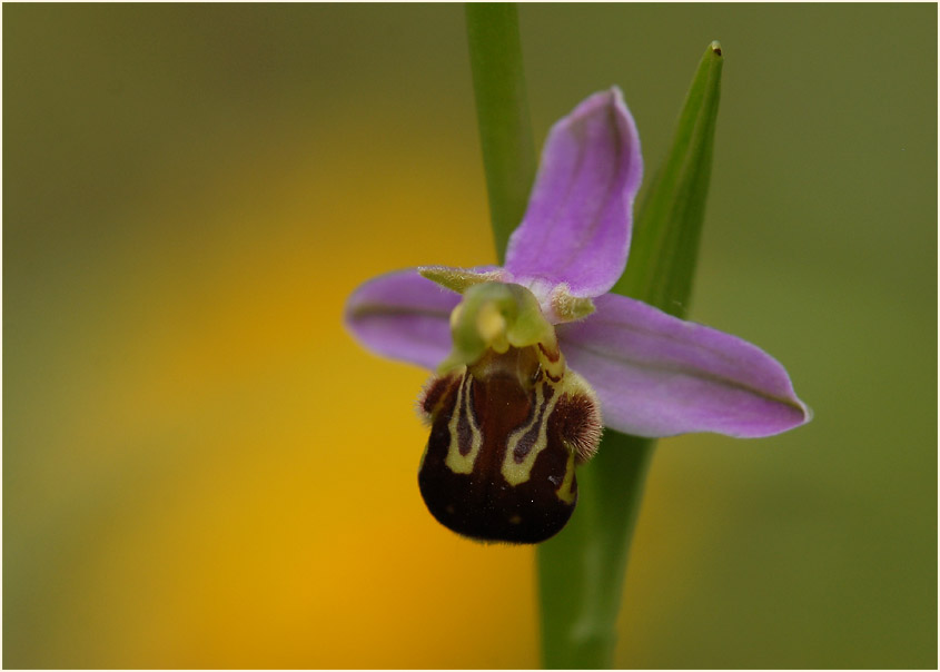 Bienen-Ragwurz (Ophrys apifera)