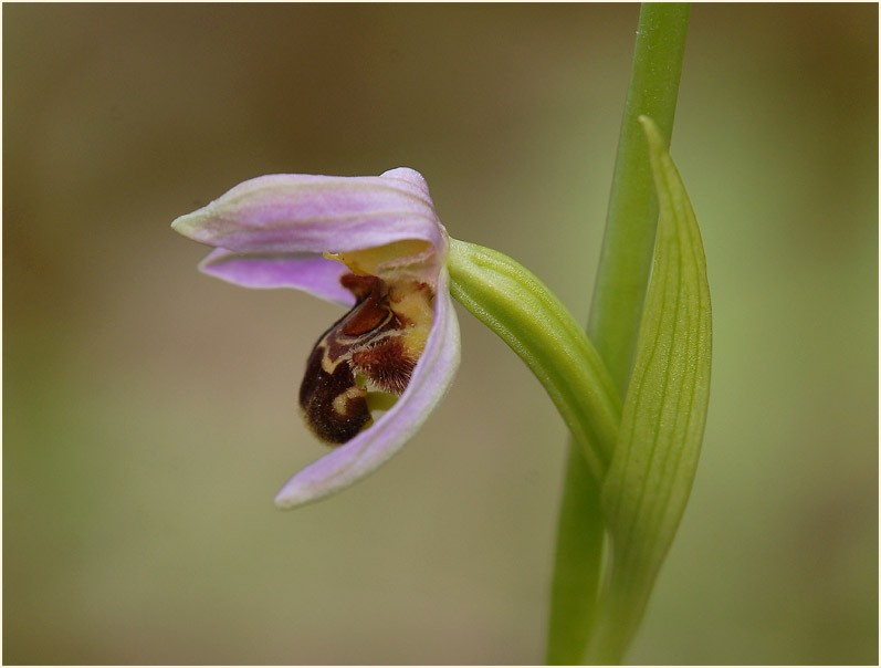 Bienen-Ragwurz (Ophrys apifera)