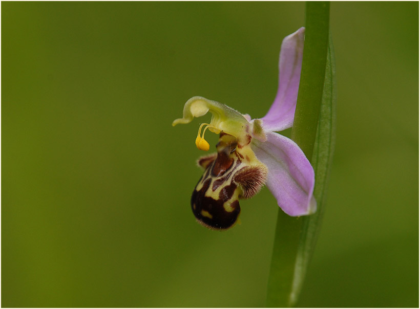 Bienen-Ragwurz (Ophrys apifera)