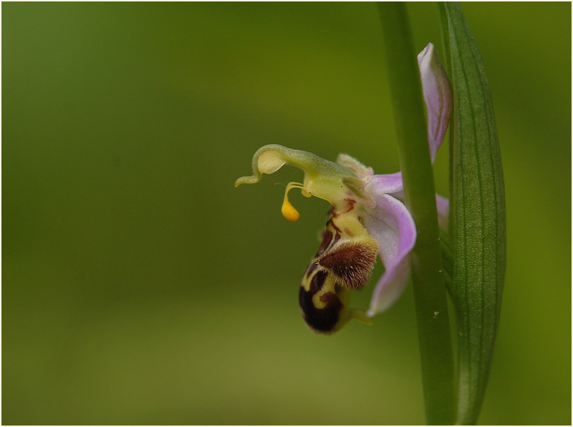 Bienen-Ragwurz (Ophrys apifera)