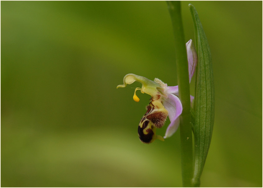 Bienen-Ragwurz (Ophrys apifera)