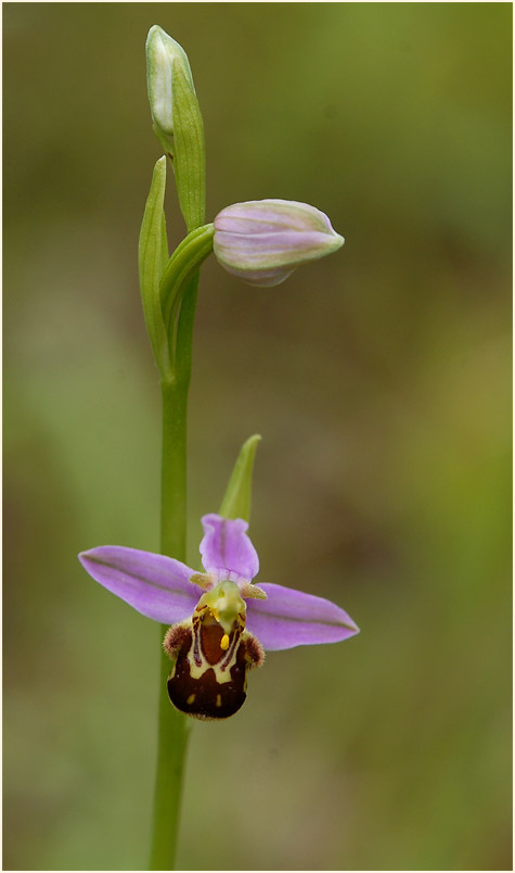 Bienen-Ragwurz (Ophrys apifera)