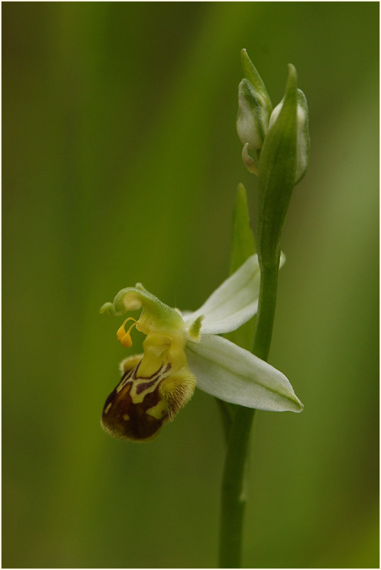 Bienen-Ragwurz (Ophrys apifera)