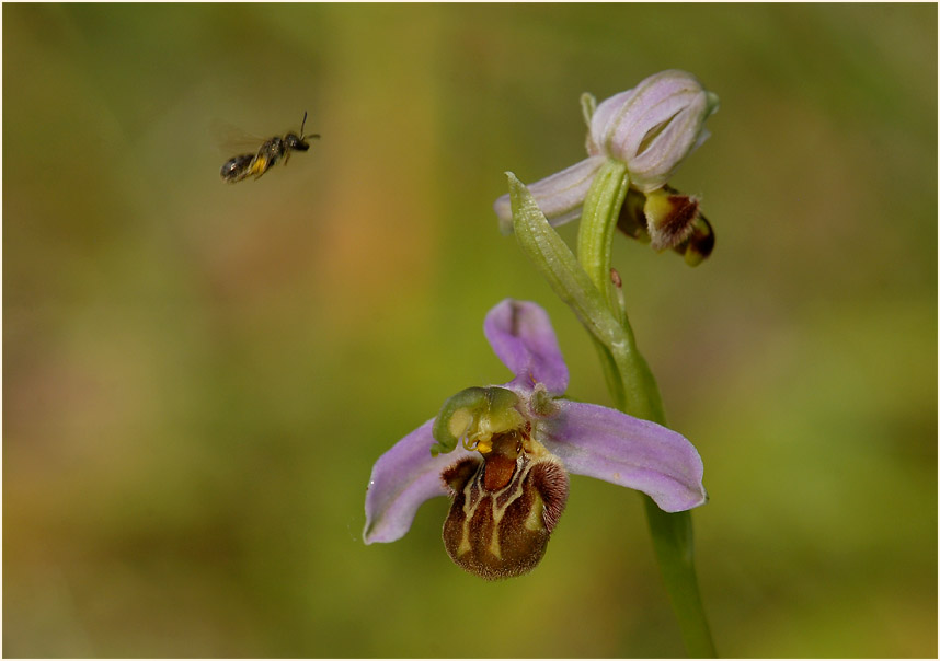 Bienen-Ragwurz (Ophrys apifera)