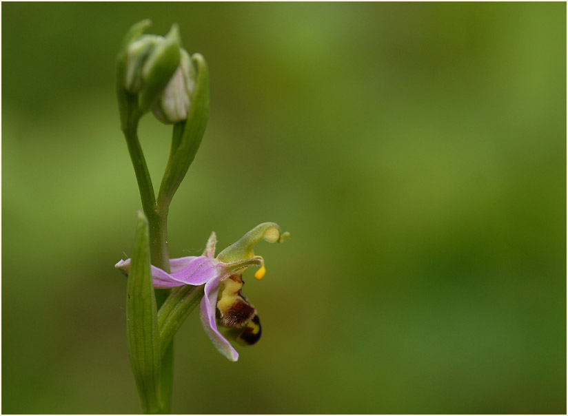 Bienen-Ragwurz (Ophrys apifera)