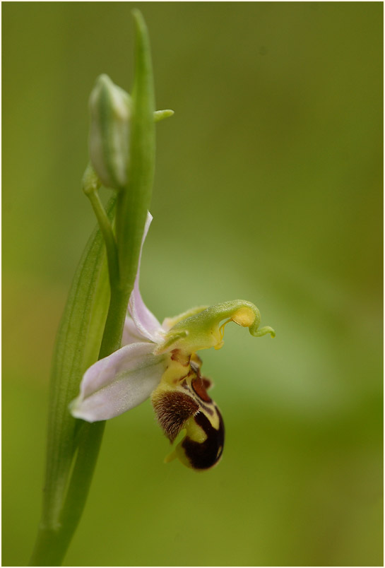 Bienen-Ragwurz (Ophrys apifera)