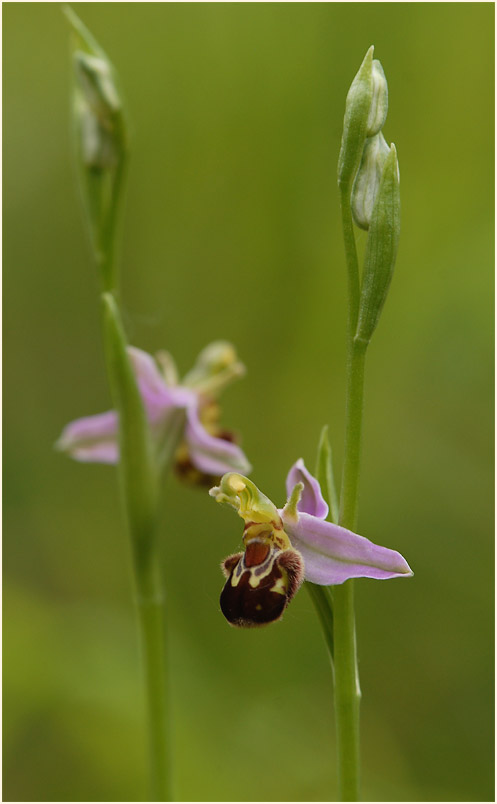 Bienen-Ragwurz (Ophrys apifera)