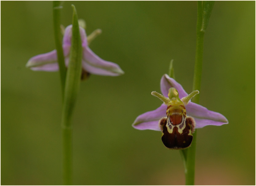 Bienen-Ragwurz (Ophrys apifera)