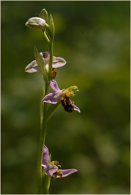 Bienen-Ragwurz (Ophrys apifera)