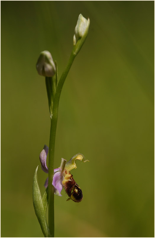 Bienen-Ragwurz (Ophrys apifera)