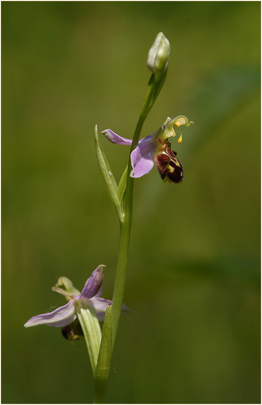 Bienen-Ragwurz (Ophrys apifera)