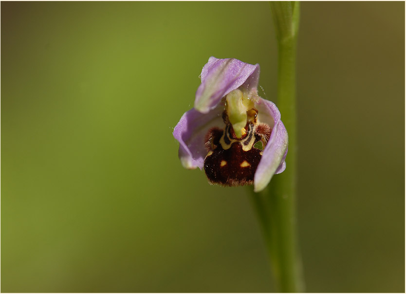 Bienen-Ragwurz (Ophrys apifera)