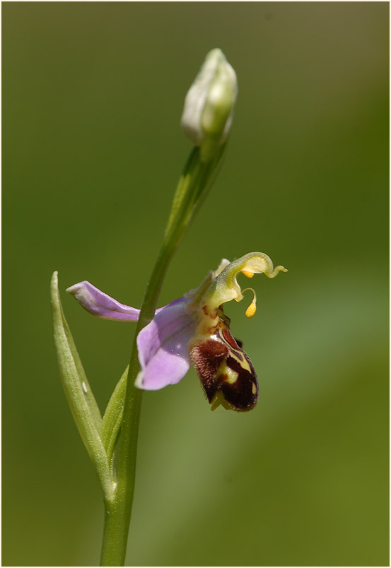 Bienen-Ragwurz (Ophrys apifera)