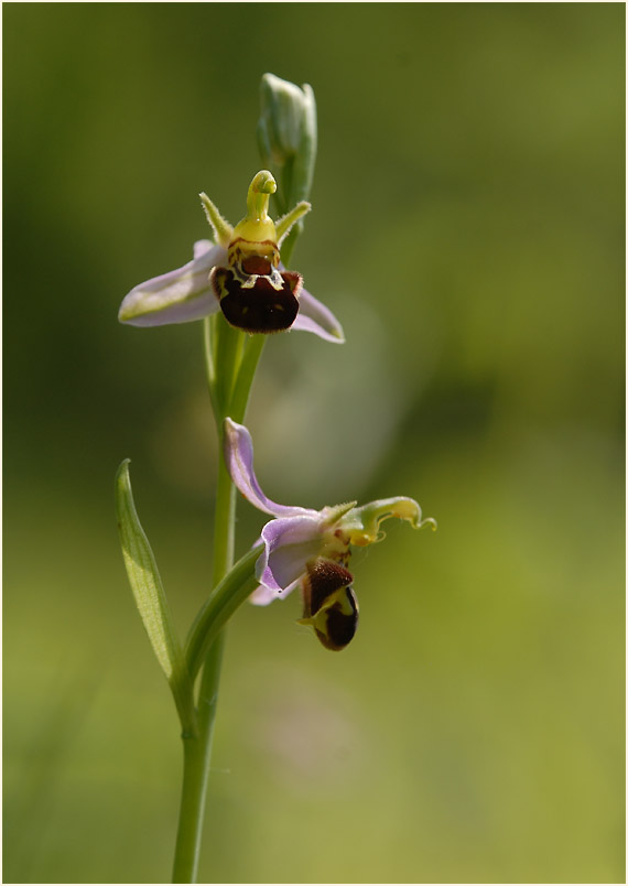 Bienen-Ragwurz (Ophrys apifera)