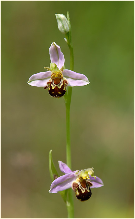 Bienen-Ragwurz (Ophrys apifera)