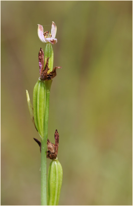 Bienen-Ragwurz (Ophrys apifera)