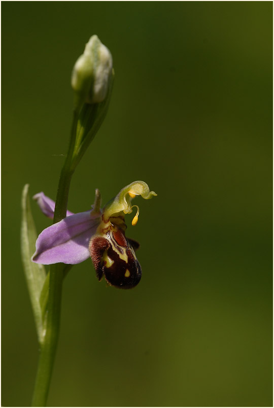 Bienen-Ragwurz (Ophrys apifera)