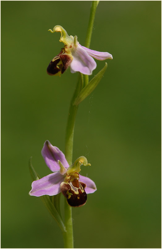 Bienen-Ragwurz (Ophrys apifera)