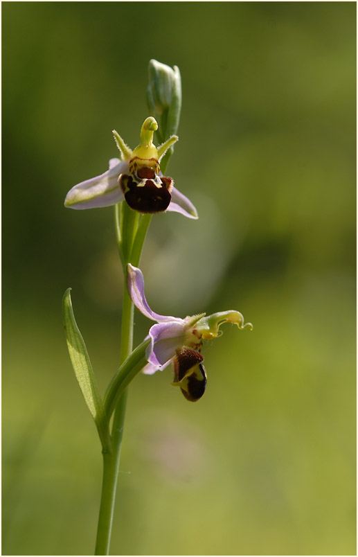 Bienen-Ragwurz (Ophrys apifera)