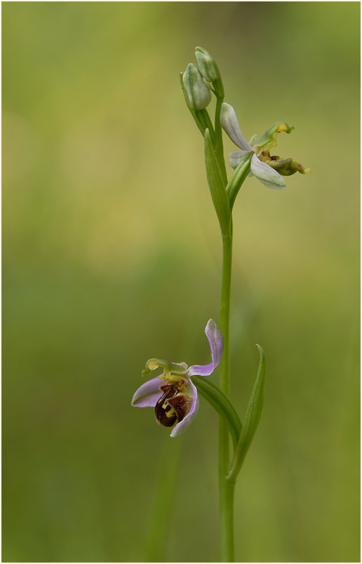 Bienen-Ragwurz (Ophrys apifera)