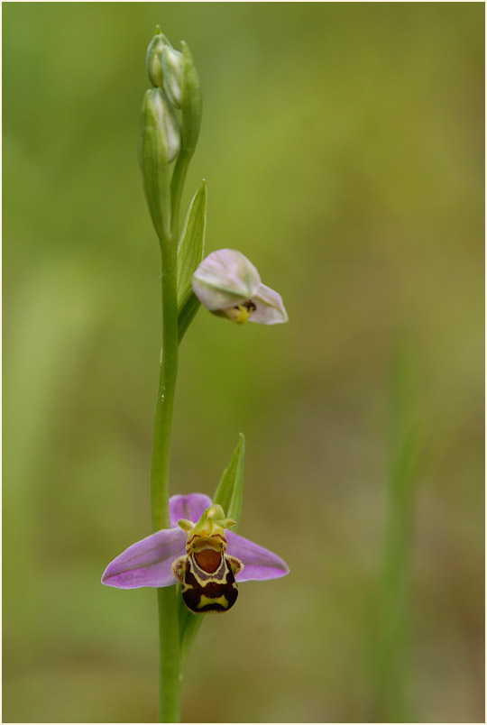 Bienen-Ragwurz (Ophrys apifera)