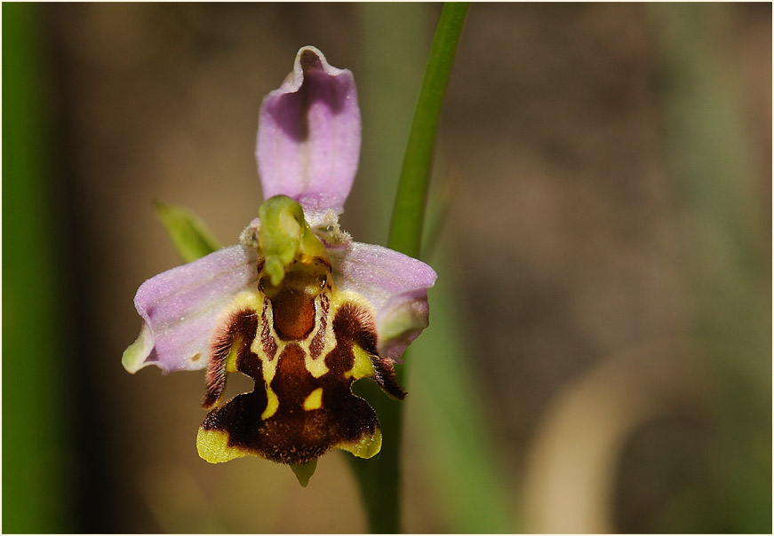 Bienen-Ragwurz (Ophrys apifera)