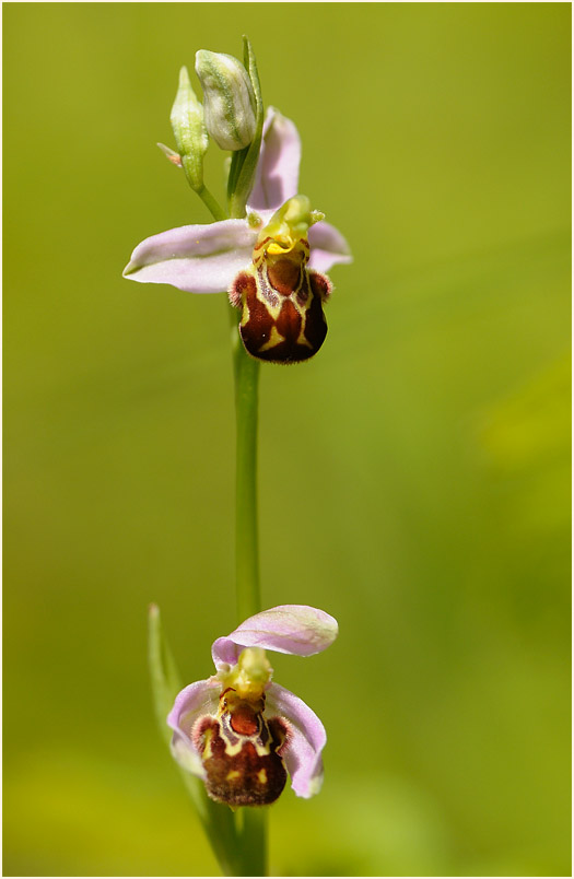 Bienen-Ragwurz (Ophrys apifera)