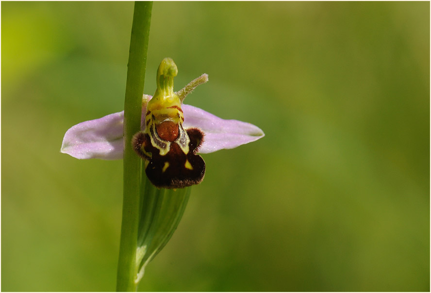 Bienen-Ragwurz (Ophrys apifera)