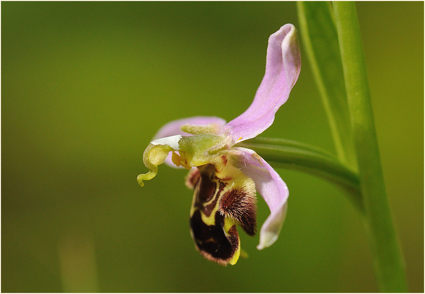 Bienen-Ragwurz (Ophrys apifera)