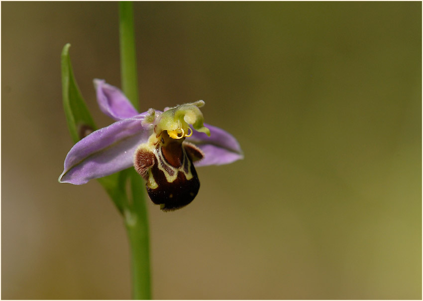 Bienen-Ragwurz (Ophrys apifera)