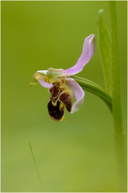 Bienen-Ragwurz (Ophrys apifera)