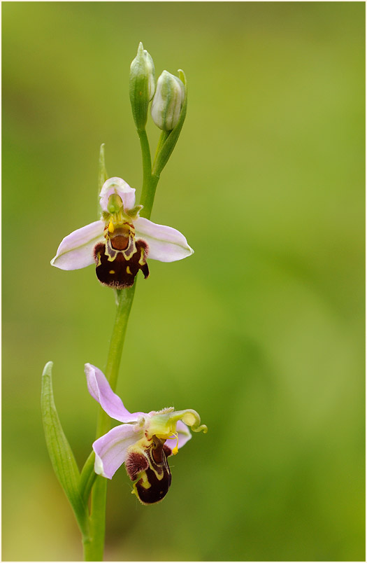 Bienen-Ragwurz (Ophrys apifera)