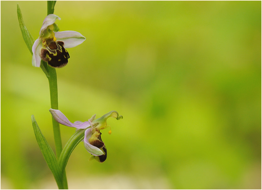 Bienen-Ragwurz (Ophrys apifera)