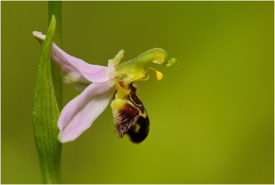 Bienen-Ragwurz (Ophrys apifera)