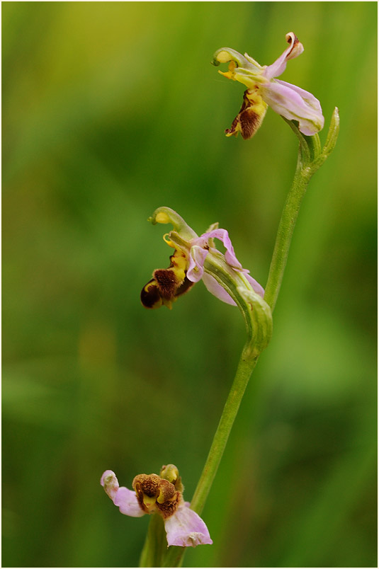 Bienen-Ragwurz (Ophrys apifera)