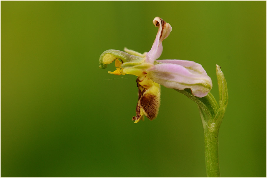 Bienen-Ragwurz (Ophrys apifera)