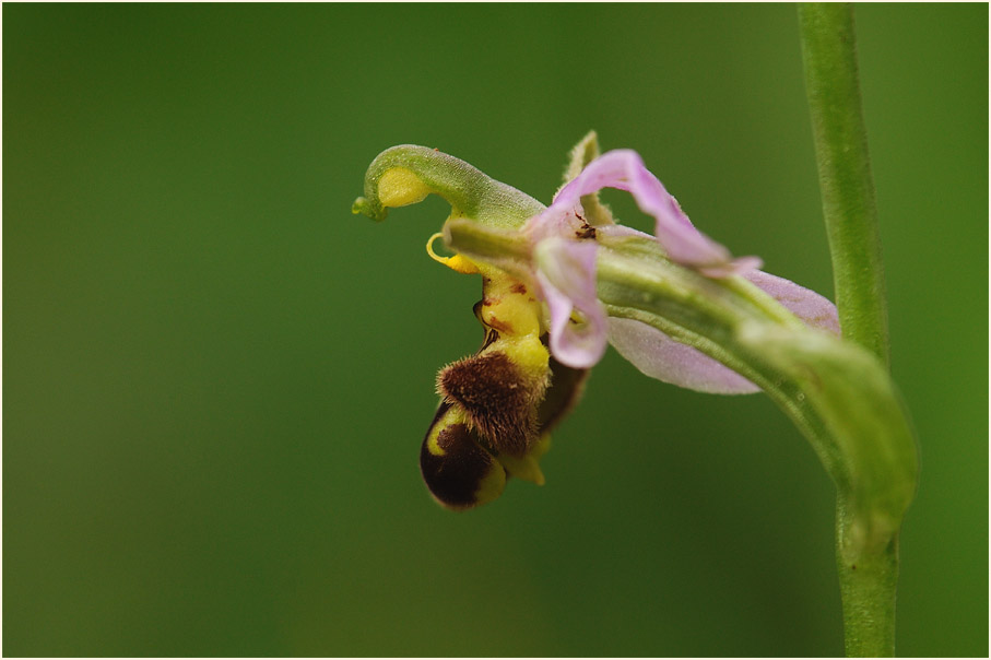 Bienen-Ragwurz (Ophrys apifera)