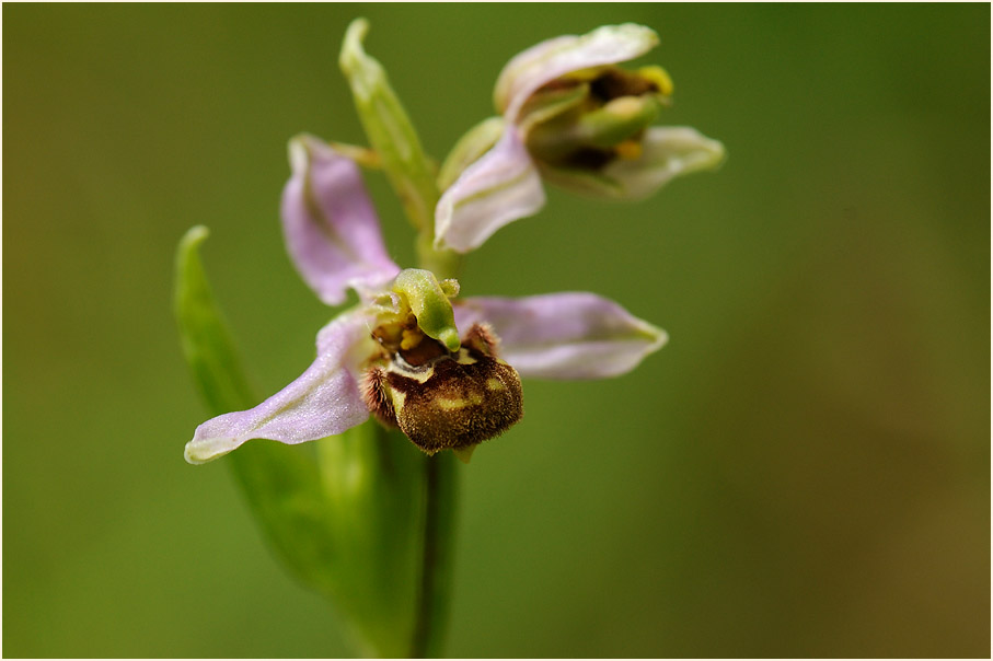 Bienen-Ragwurz (Ophrys apifera)