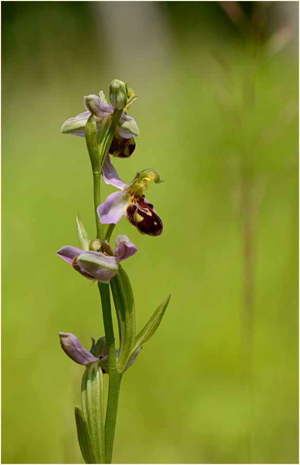 Bienen-Ragwurz (Ophrys apifera)