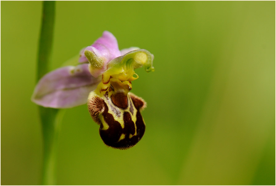 Bienen-Ragwurz (Ophrys apifera)