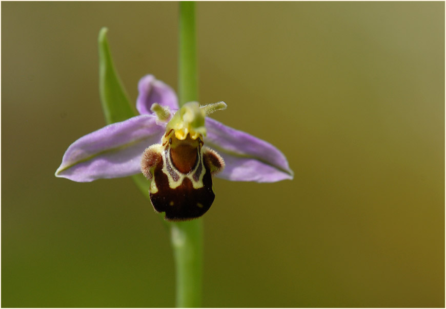 Bienen-Ragwurz (Ophrys apifera)