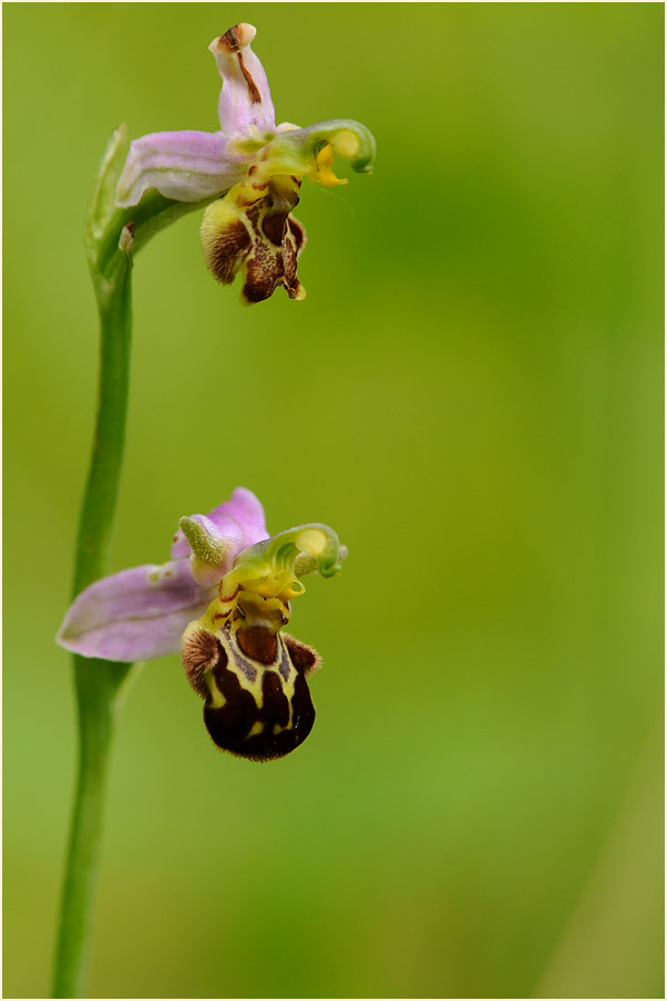 Bienen-Ragwurz (Ophrys apifera)