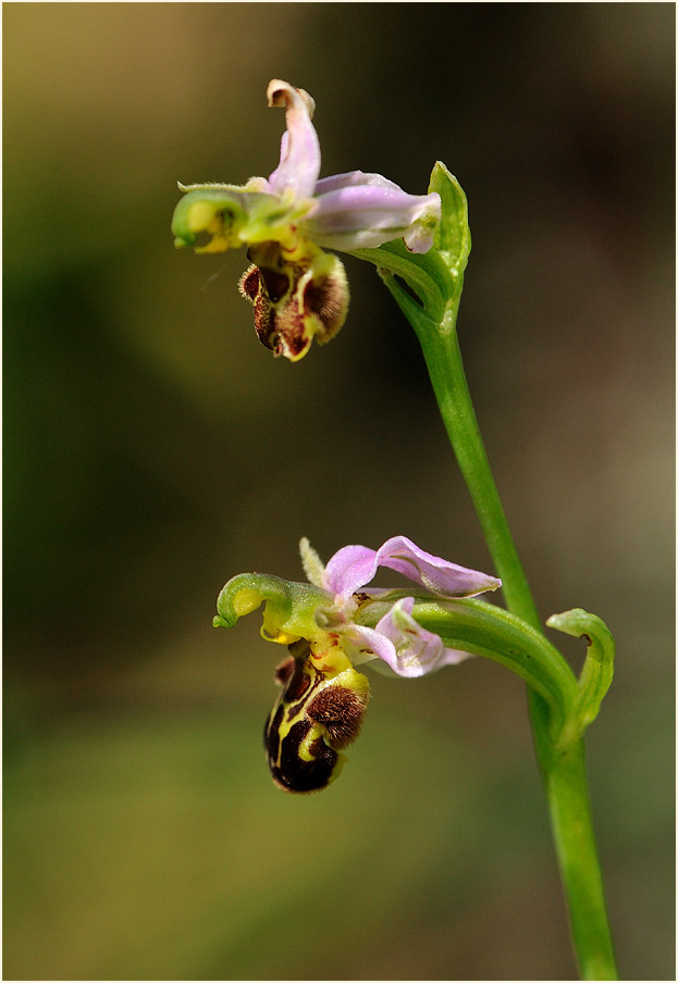 Bienen-Ragwurz (Ophrys apifera)