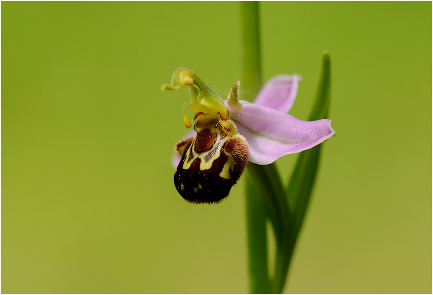 Bienen-Ragwurz (Ophrys apifera)