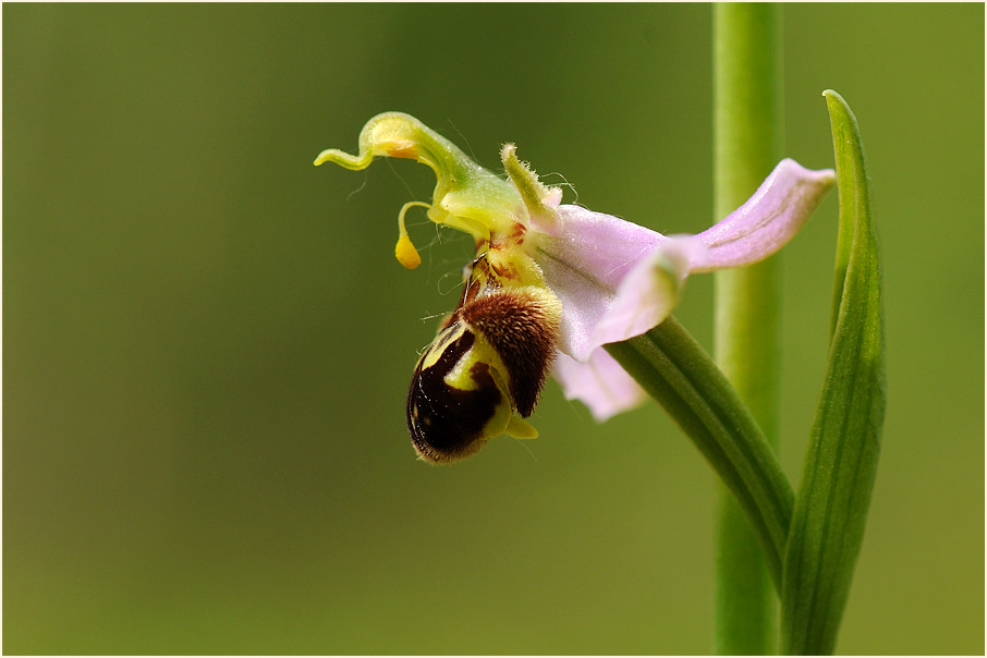 Bienen-Ragwurz (Ophrys apifera)